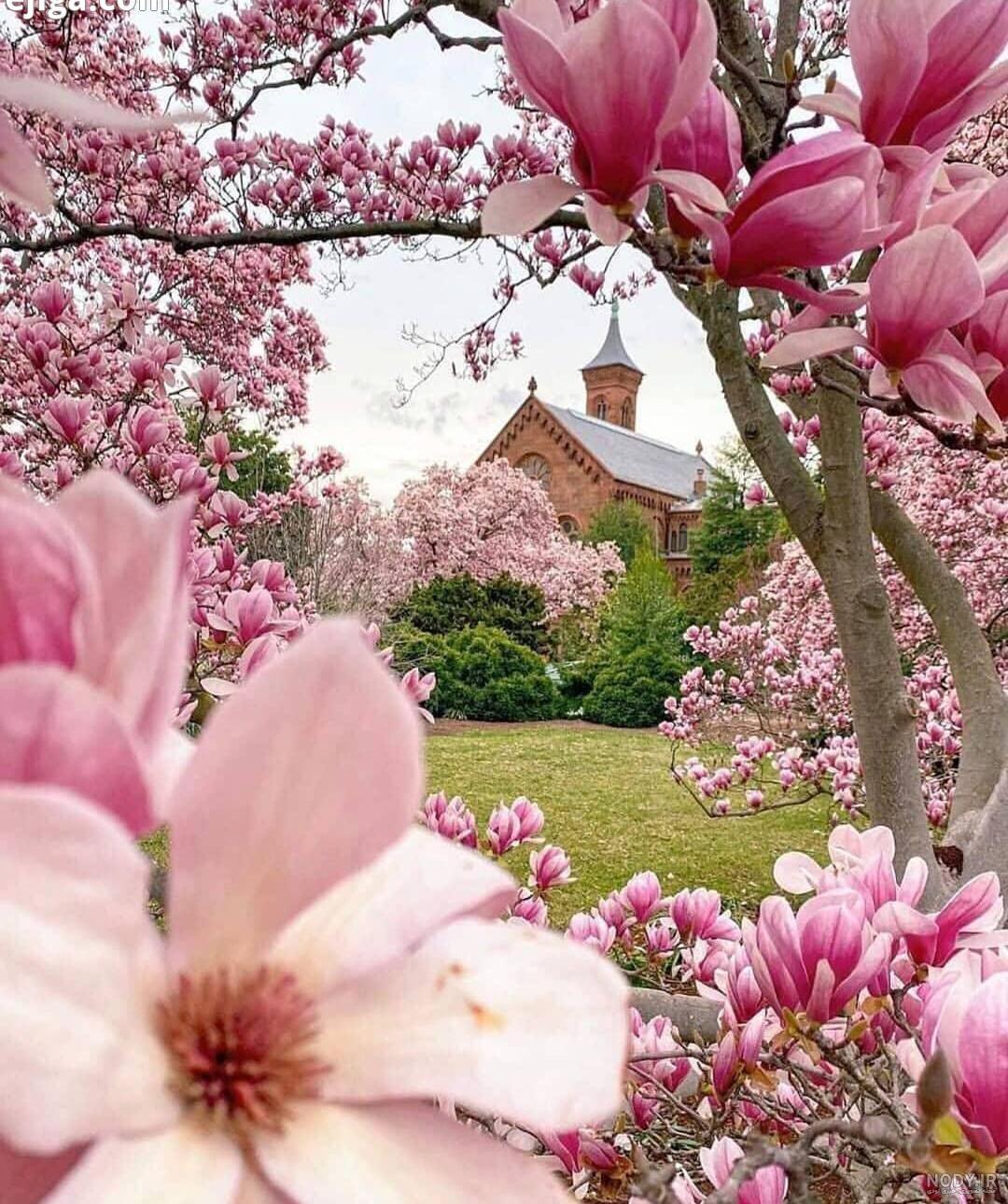 نازدار قه لای چمچمال